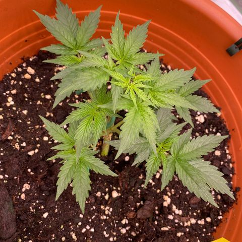 Moby Dick Auto growlog timeline photo