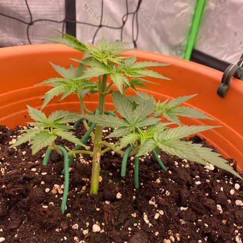 Moby Dick Auto growlog timeline photo