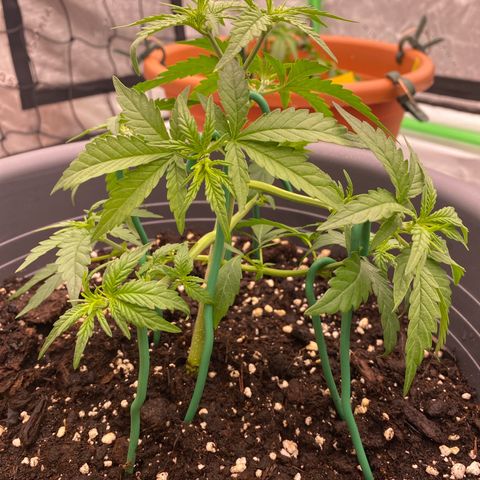 Mimosa x Orange Punch Auto growlog timeline photo