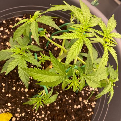 Mimosa x Orange Punch Auto growlog timeline photo