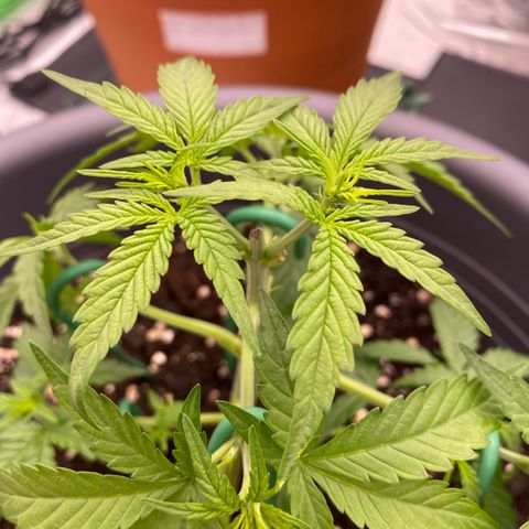 Mimosa x Orange Punch Auto growlog timeline photo