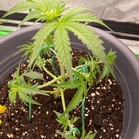 Glue Gelato Auto growlog timeline photo