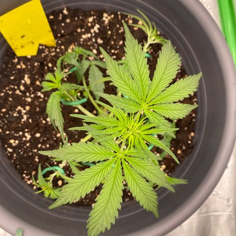 Glue Gelato Auto growlog timeline photo