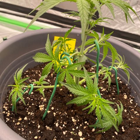 Glue Gelato Auto growlog timeline photo