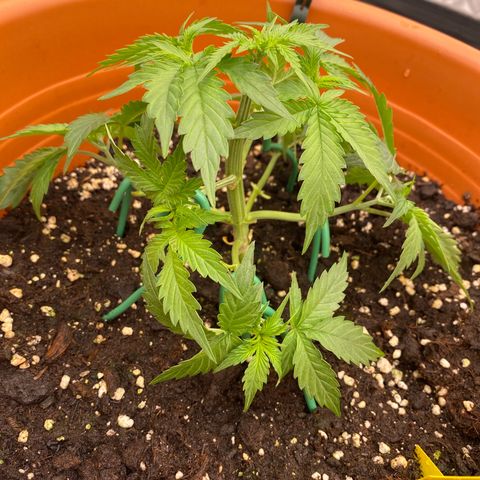 Moby Dick Auto growlog timeline photo