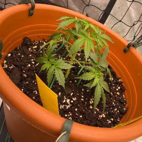Moby Dick Auto growlog timeline photo