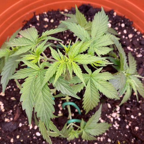 Moby Dick Auto growlog timeline photo