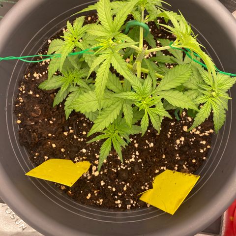 Mimosa x Orange Punch Auto growlog timeline photo