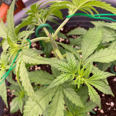 Mimosa x Orange Punch Auto growlog timeline photo