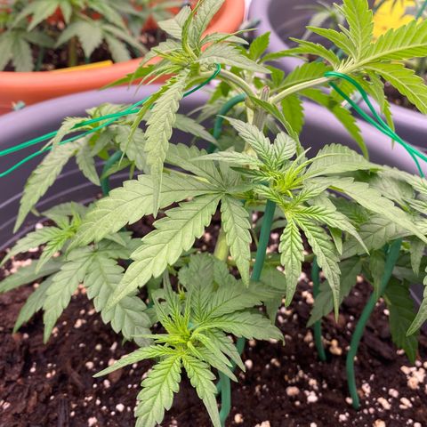 Mimosa x Orange Punch Auto growlog timeline photo