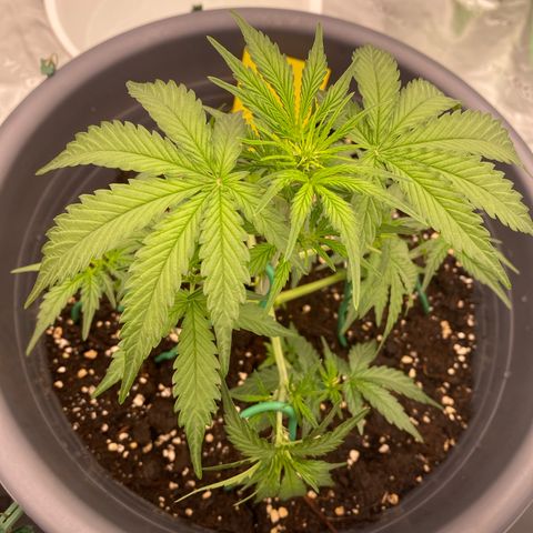 Glue Gelato Auto growlog timeline photo