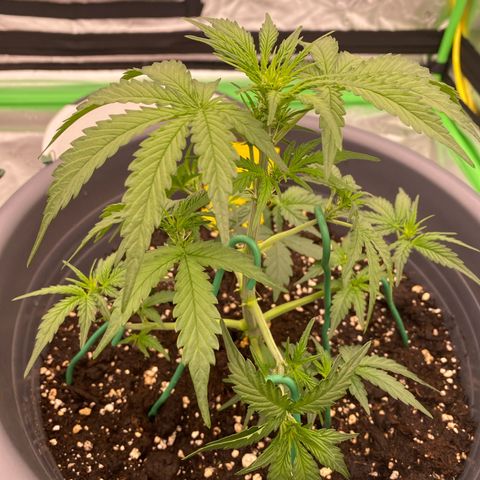 Glue Gelato Auto growlog timeline photo