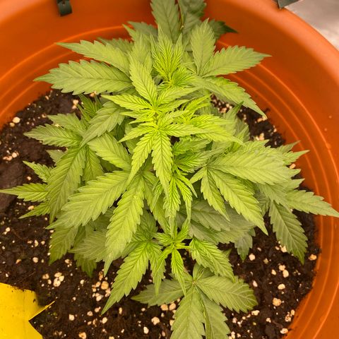 Moby Dick Auto growlog timeline photo