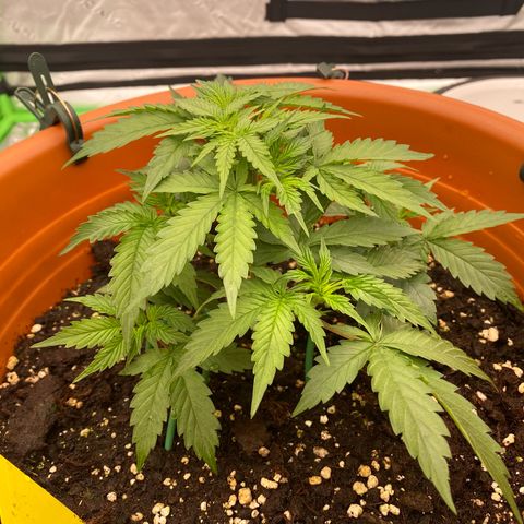 Moby Dick Auto growlog timeline photo