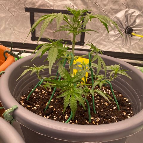 Glue Gelato Auto growlog timeline photo