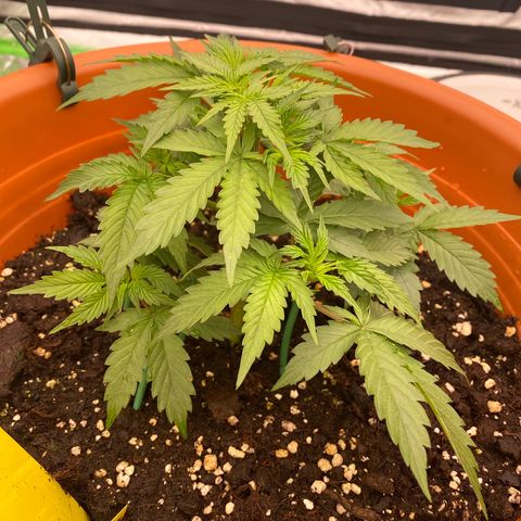 Moby Dick Auto growlog timeline photo