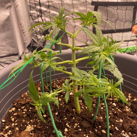 Mimosa x Orange Punch Auto growlog timeline photo