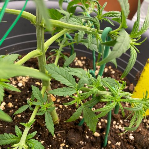 Mimosa x Orange Punch Auto growlog timeline photo