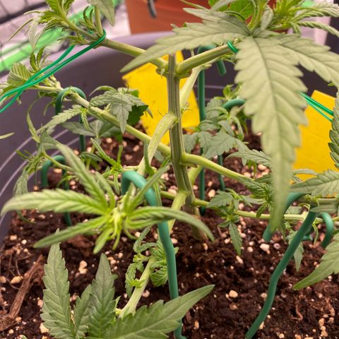 Mimosa x Orange Punch Auto growlog timeline photo