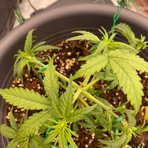 Mimosa x Orange Punch Auto growlog timeline photo