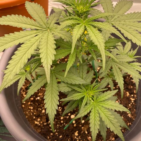 Glue Gelato Auto growlog photo: Vor dem LST und zuschneiden 