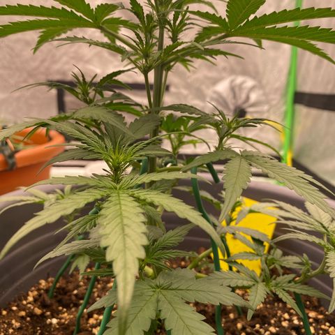 Glue Gelato Auto growlog photo: Vor dem LST und zuschneiden 