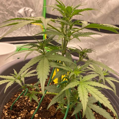Glue Gelato Auto growlog photo: Vor dem LST und zuschneiden 