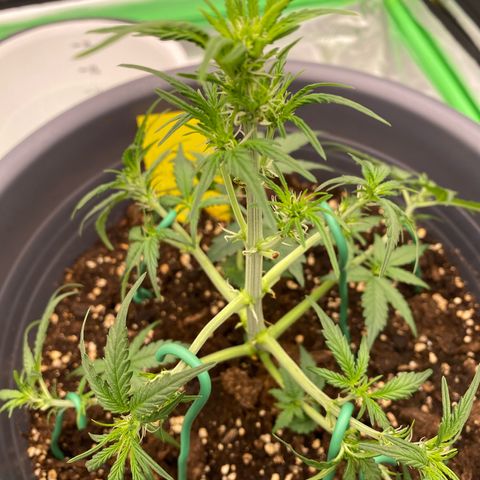 Glue Gelato Auto growlog photo: Nach dem LST & zuschneiden 