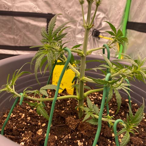 Glue Gelato Auto growlog photo: Nach dem LST & zuschneiden 