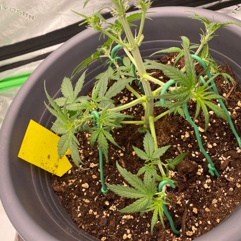 Glue Gelato Auto growlog photo: Nach dem LST & zuschneiden 