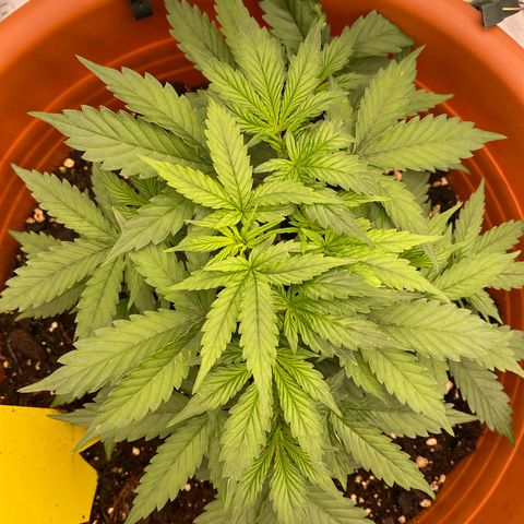 Moby Dick Auto growlog photo: Vor dem LST & Zuschneiden 