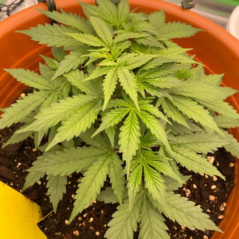Moby Dick Auto growlog photo: Vor dem LST & Zuschneiden 