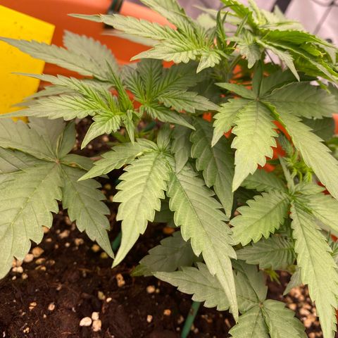 Moby Dick Auto growlog photo: Vor dem LST & Zuschneiden 