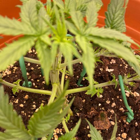 Moby Dick Auto growlog photo: Nach dem LST & Zuschneiden 