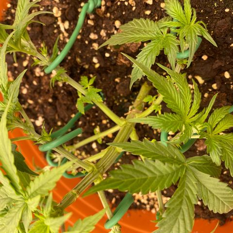 Moby Dick Auto growlog photo: Nach dem LST & Zuschneiden 