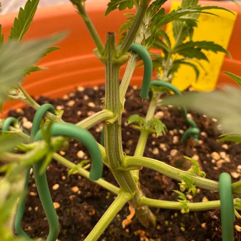 Moby Dick Auto growlog photo: Nach dem LST & Zuschneiden 