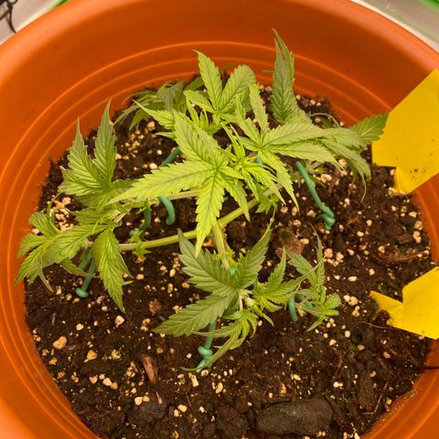Moby Dick Auto growlog photo: Nach dem LST & Zuschneiden 