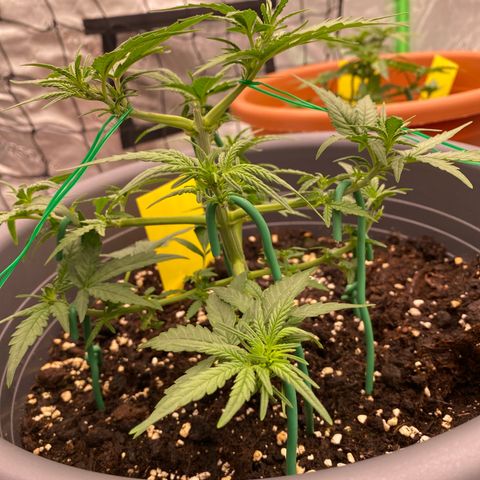 Mimosa x Orange Punch Auto growlog timeline photo