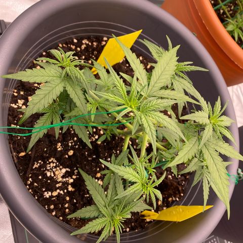 Mimosa x Orange Punch Auto growlog timeline photo