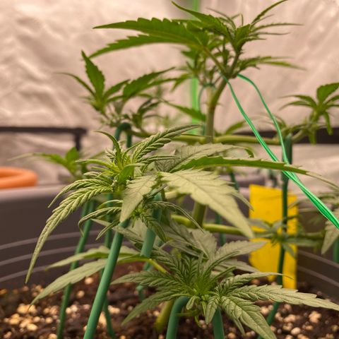 Mimosa x Orange Punch Auto growlog timeline photo