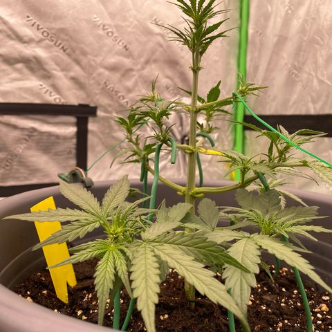 Glue Gelato Auto growlog timeline photo