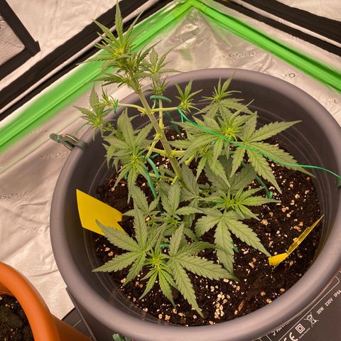 Glue Gelato Auto growlog timeline photo