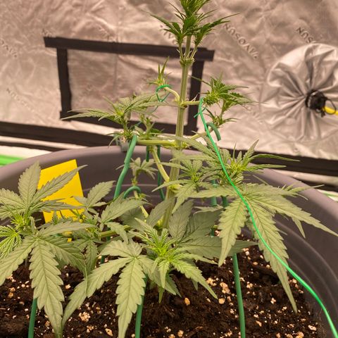 Glue Gelato Auto growlog timeline photo