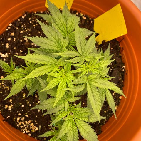 Moby Dick Auto growlog timeline photo