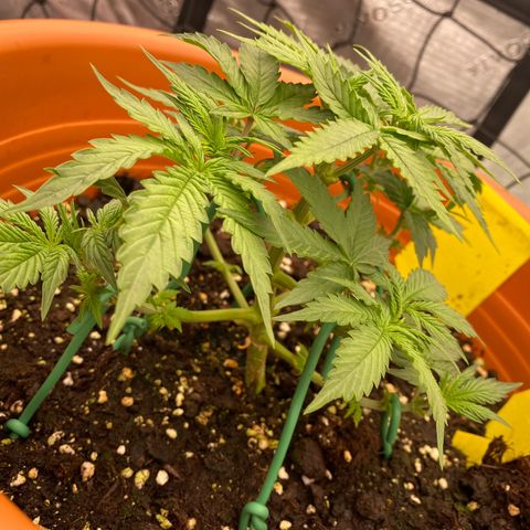 Moby Dick Auto growlog timeline photo