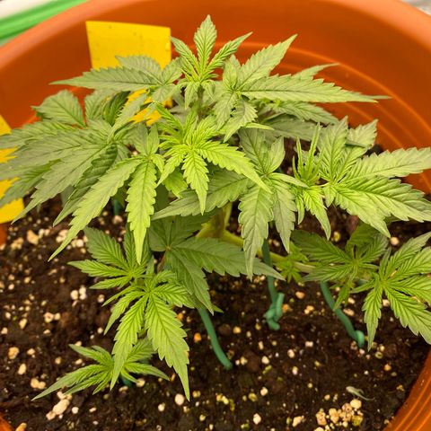 Moby Dick Auto growlog timeline photo