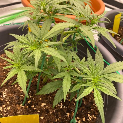 Mimosa x Orange Punch Auto growlog timeline photo