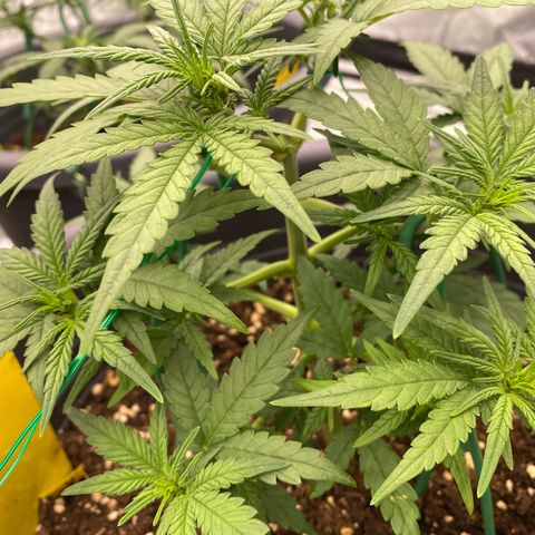 Mimosa x Orange Punch Auto growlog timeline photo