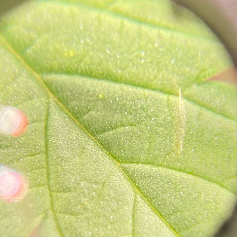 Mimosa x Orange Punch Auto growlog timeline photo