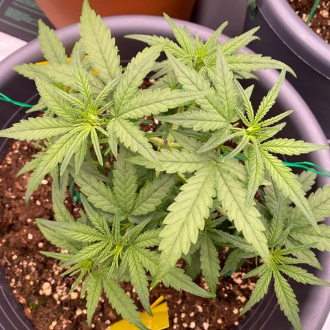 Mimosa x Orange Punch Auto growlog timeline photo